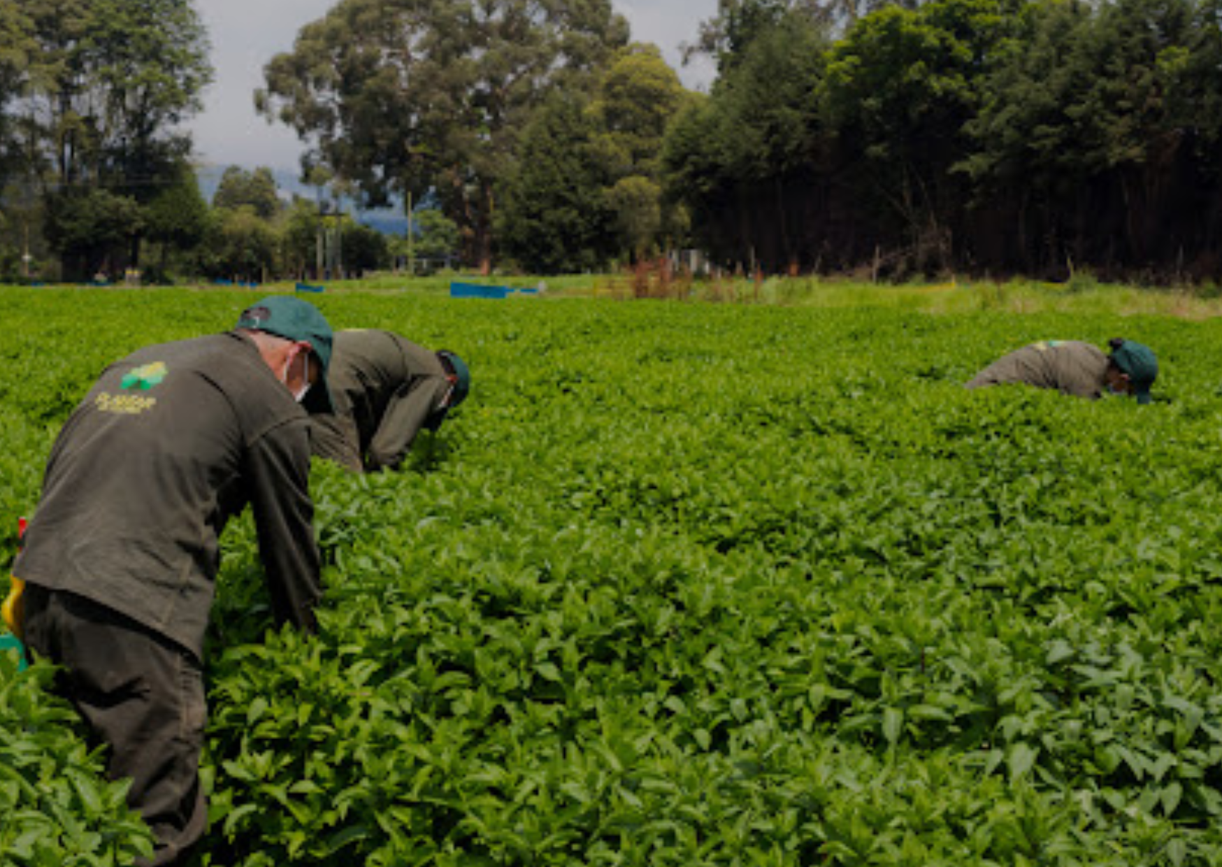 Planta industrial de Poscosecha de plantas aromáticas